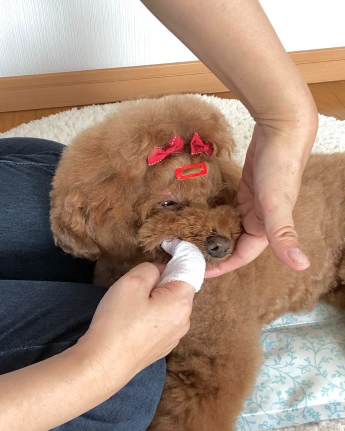 愛犬愛猫の歯磨きシリーズ「OraBio（オーラバイオ）」から、『オーガニックコットンシート』発売。一家に一箱、無農薬栽培100％の歯磨き・涙やけ・体のケア用品。のサブ画像2