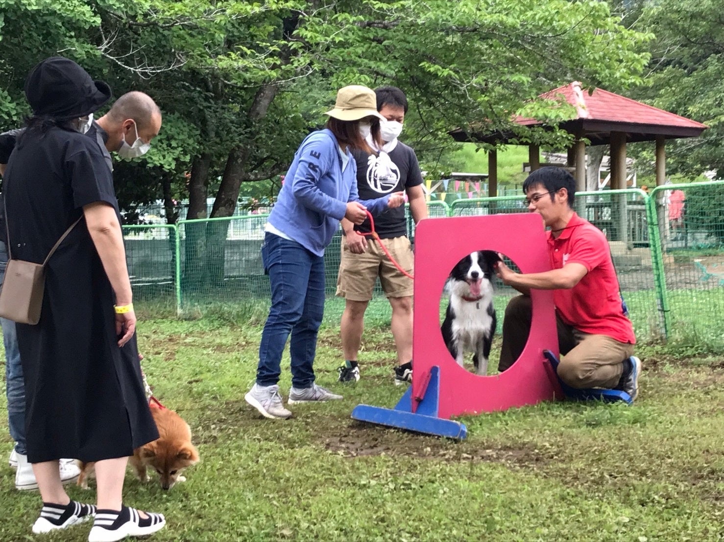 【9月は防災月間】愛犬と一緒に災害に備える「くんくんドッグフェスタ ～ペット防災＆スポーツ～」2022年9月24日（土）初開催（国営・都立東京臨海広域防災公園）のサブ画像5_ドッグスポーツ『エクストリーム』体験会