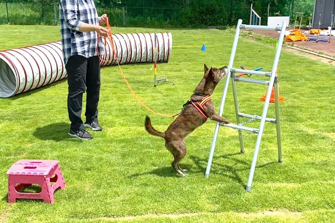 【9月は防災月間】愛犬と一緒に災害に備える「くんくんドッグフェスタ ～ペット防災＆スポーツ～」2022年9月24日（土）初開催（国営・都立東京臨海広域防災公園）のサブ画像7_ノーズワーク体験会