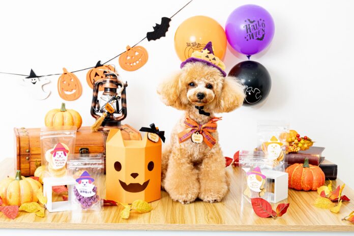 ギフトモール、日本最大級のペットメディア「FLAFFY」 と協業。ハロウィン限定の愛犬おやつギフトをGiftmallで限定販売開始のメイン画像