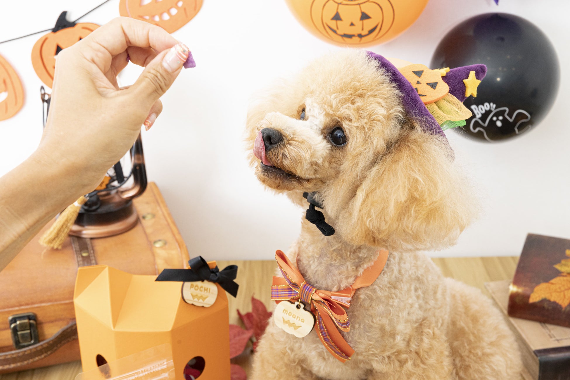 ギフトモール、日本最大級のペットメディア「FLAFFY」 と協業。ハロウィン限定の愛犬おやつギフトをGiftmallで限定販売開始のサブ画像2
