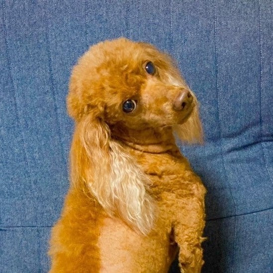 愛犬と飼い主様のための秋の祭典『わんダフルオータムフェスタ』が今年も開催！！のサブ画像2_2022スプリングフェスタ 公開オーディショングランプリ トイプードル：アクアくん