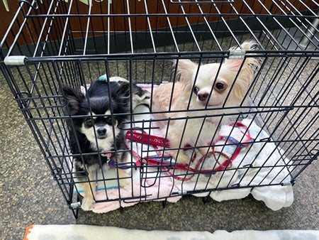 玉島信用金庫/小溝支店：保護犬・猫譲渡会を開催しますのサブ画像4
