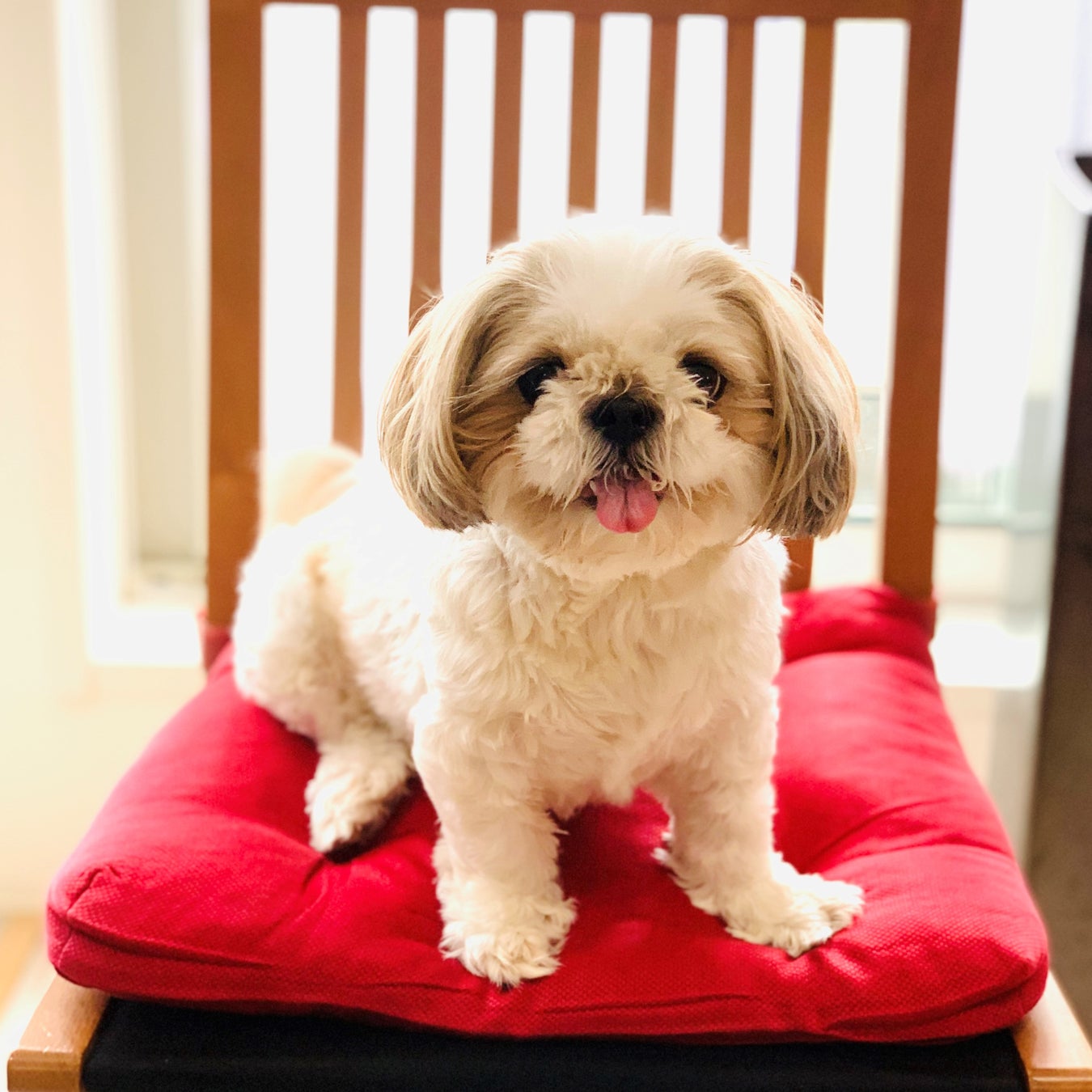 【銀座 蔦屋書店】犬をモチーフにしたゆるくて可愛い作品が集合。アーティスト・mycoroのPOP UPフェア「⽝博 -WAN WAN EXPO-」を9⽉1⽇（木）より開催。のサブ画像5_提供写真（正面）例
