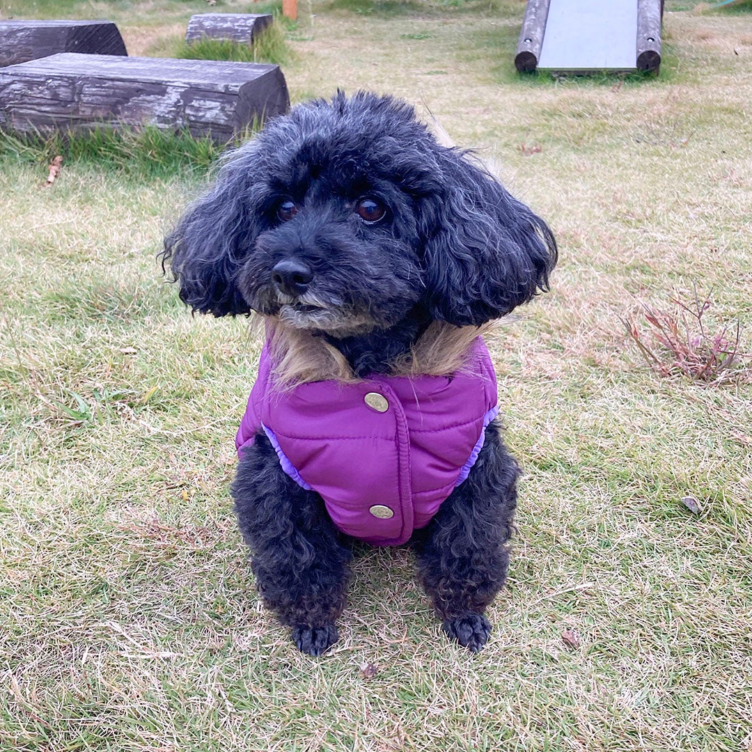 ワンちゃんのお出かけを楽しくする犬用アウターウェアが犬の靴・靴下を展開するPET's ADVANCE(ペットアドバンス)から新発売！ のサブ画像2