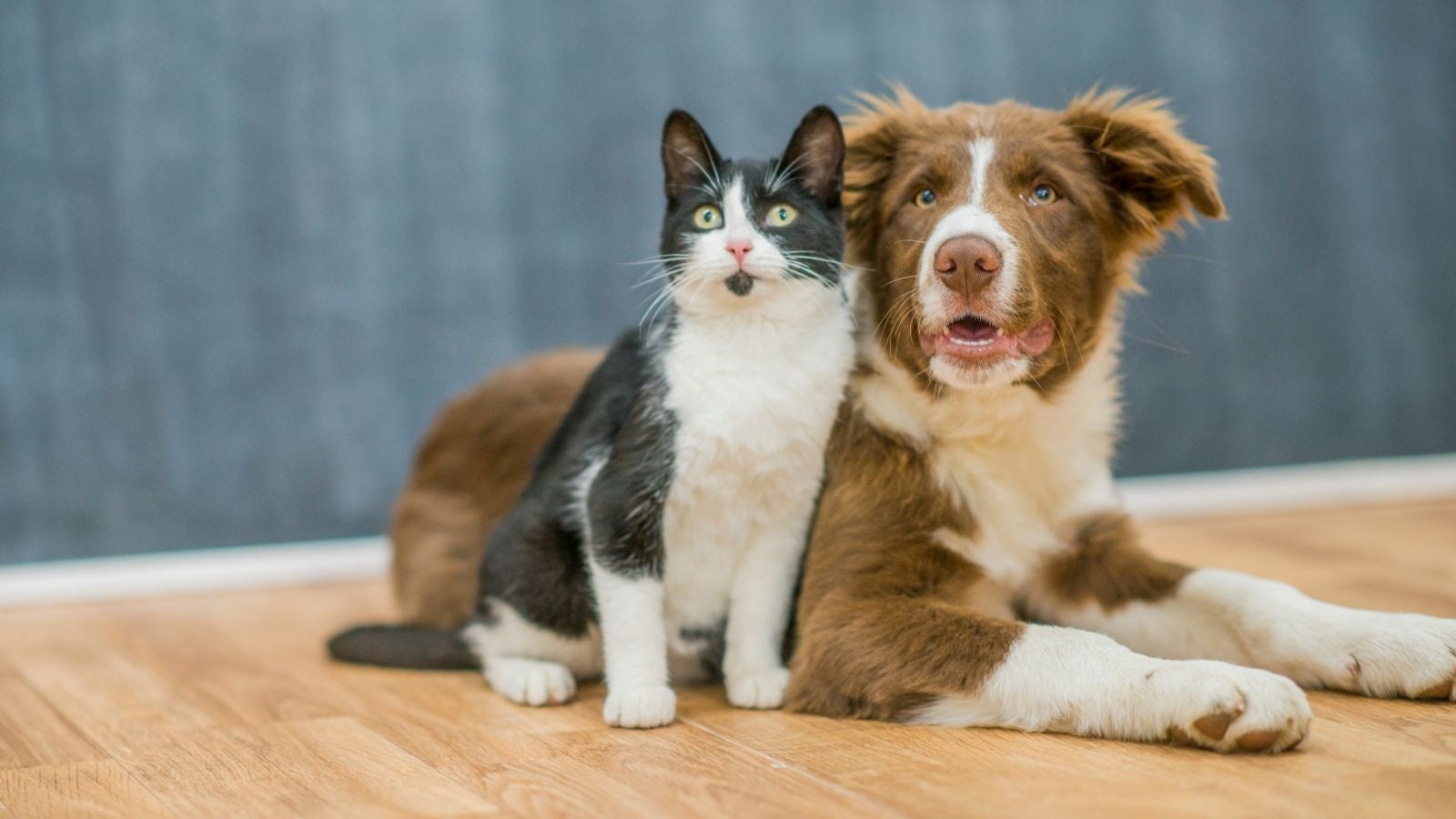 1アクションで保護犬・保護猫たちに物資を寄付！topetが第四弾となる動物保護団体支援の『ご縁×プロジェクト』を実施のサブ画像1