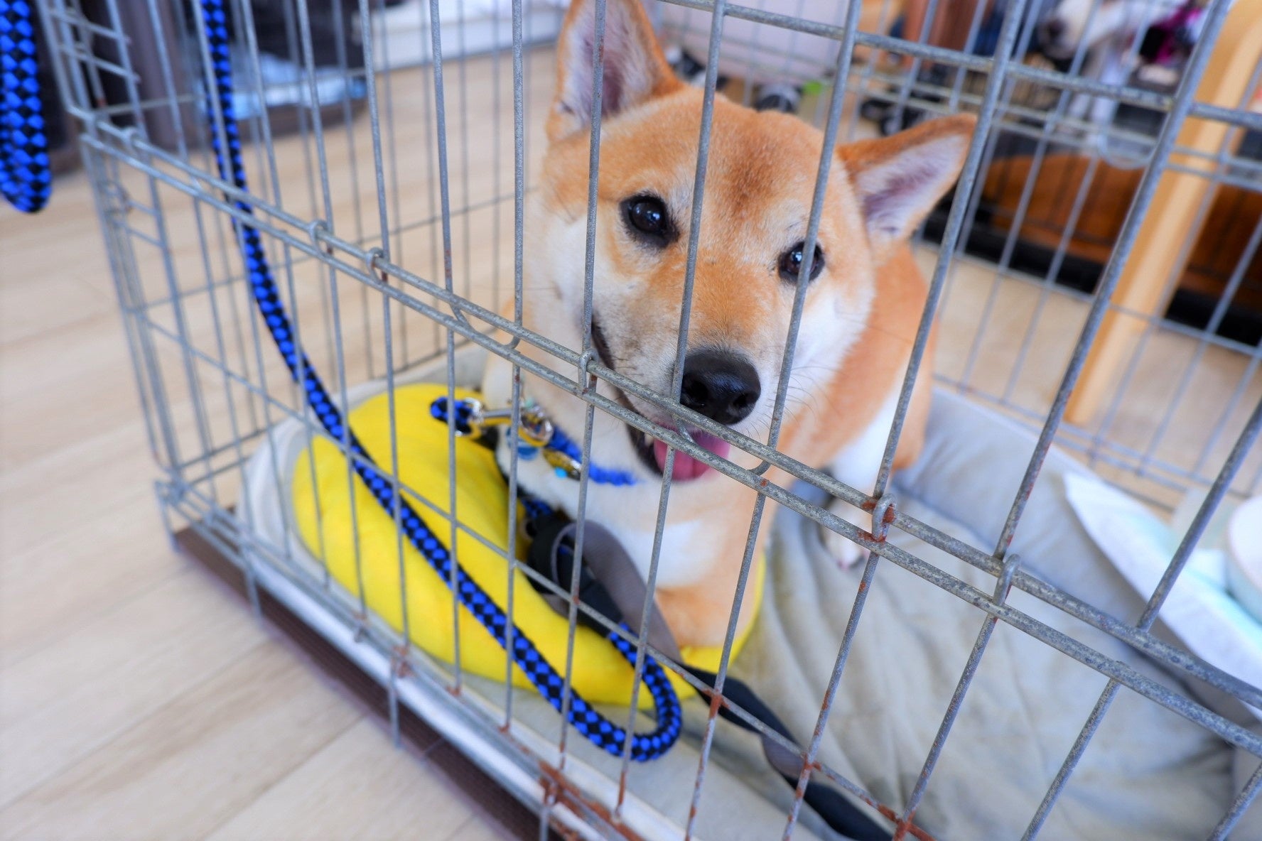 保護犬・保護猫に新たな出会いを。ペットの里親募集サイト『hugU』、初の”リアル譲渡会”を開催　　～好評につき第3回も9月19日（月）に開催予定！～のサブ画像2_保護犬の様子