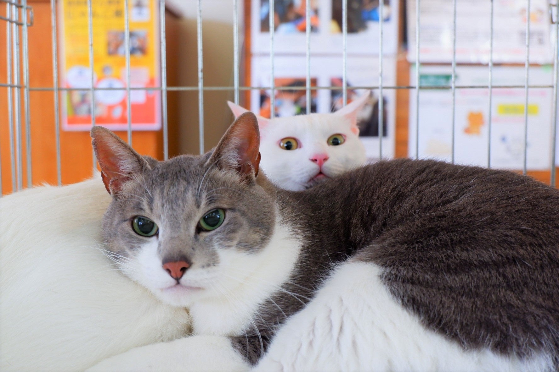 保護犬・保護猫に新たな出会いを。ペットの里親募集サイト『hugU』、初の”リアル譲渡会”を開催　　～好評につき第3回も9月19日（月）に開催予定！～のサブ画像3_保護猫の様子