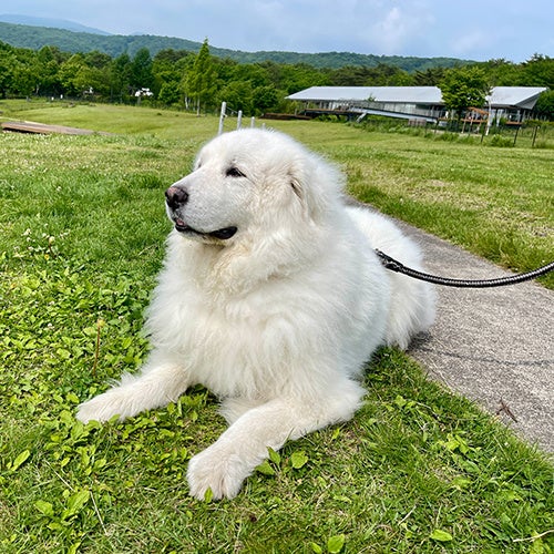 楽天トラベル、2022年全国の宿 自慢の「看板犬ランキング」を発表のサブ画像2_エンゼルフォレスト那須白河「ジーナ」