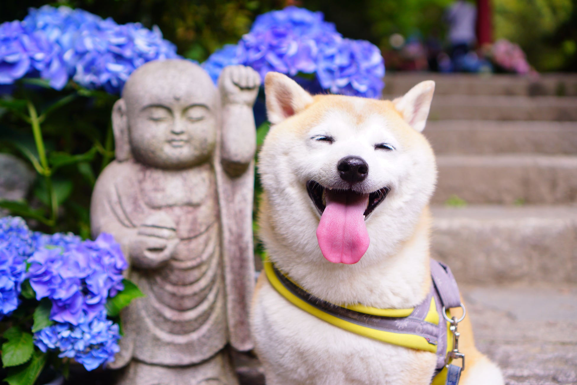 【犬好き370人が選んだ】好きな犬種ランキング2022年 第1位に選ばれたのはあの犬種！のサブ画像2