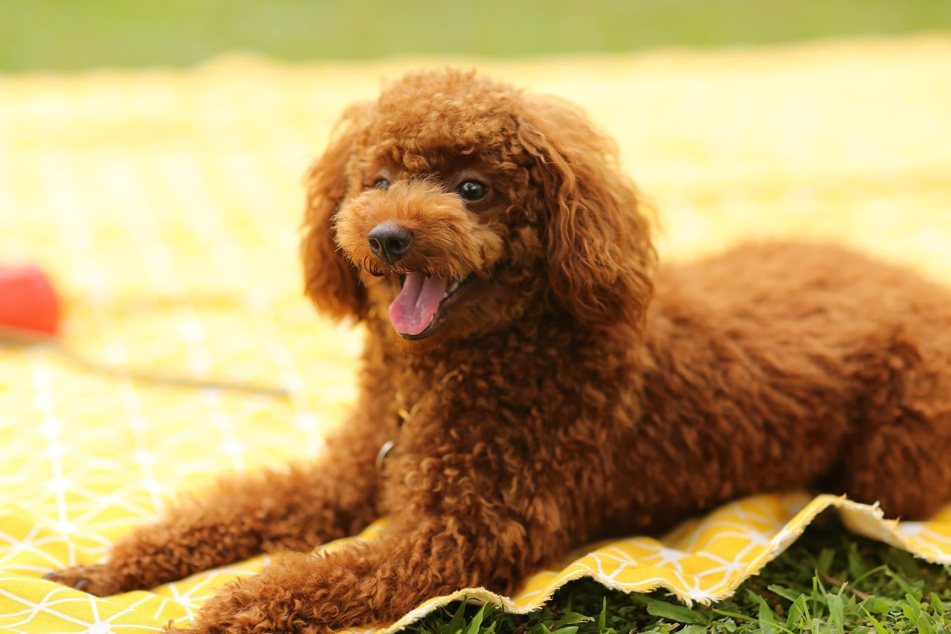 【犬好き370人が選んだ】好きな犬種ランキング2022年 第1位に選ばれたのはあの犬種！のサブ画像3