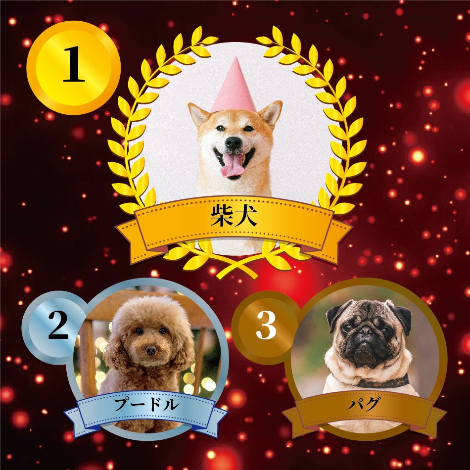 【犬好き370人が選んだ】好きな犬種ランキング2022年 第1位に選ばれたのはあの犬種！のサブ画像5