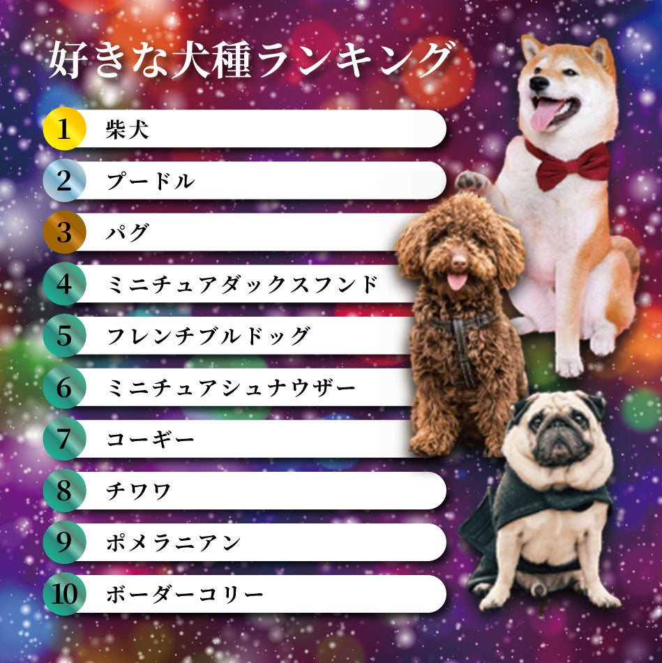 【犬好き370人が選んだ】好きな犬種ランキング2022年 第1位に選ばれたのはあの犬種！のサブ画像6