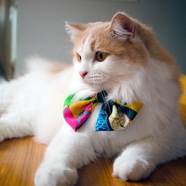 ペットの健康としあわせを考える犬・猫イベント「ワンニャンと、いつまでも一緒展」を丸井吉祥寺店で開催します！のサブ画像2