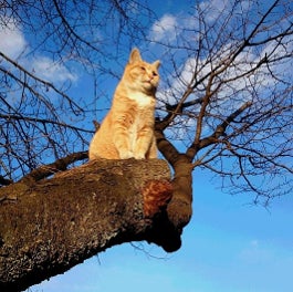 ペットの健康としあわせを考える犬・猫イベント「ワンニャンと、いつまでも一緒展」を丸井吉祥寺店で開催します！のサブ画像4