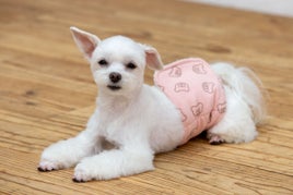 ペットの健康としあわせを考える犬・猫イベント「ワンニャンと、いつまでも一緒展」を丸井吉祥寺店で開催します！のサブ画像6
