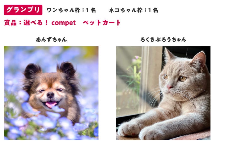 投稿数は、過去最多の17万件を突破！アイペット「うちの子フォトコンテスト2022」投稿キャンペーン結果発表のサブ画像2