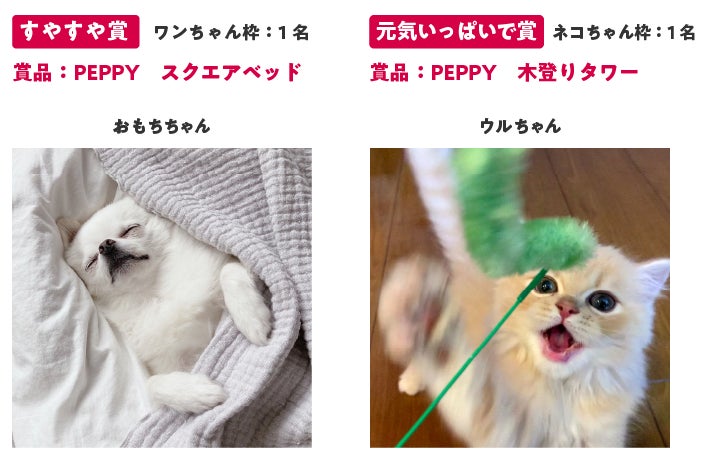 投稿数は、過去最多の17万件を突破！アイペット「うちの子フォトコンテスト2022」投稿キャンペーン結果発表のサブ画像4