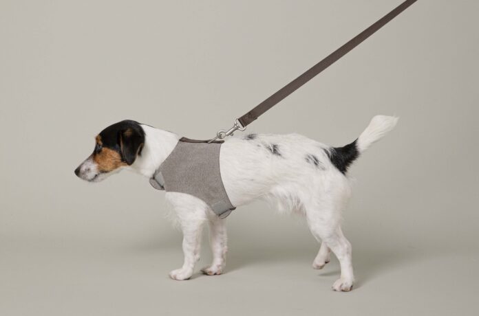 愛犬の皮膚に優しい植物由来のハーネスが新登場！天然皮革の上質感とソフトな手触りもそのままに「ウルトラスエードハーネス」「ウルトラスエードリード」のメイン画像