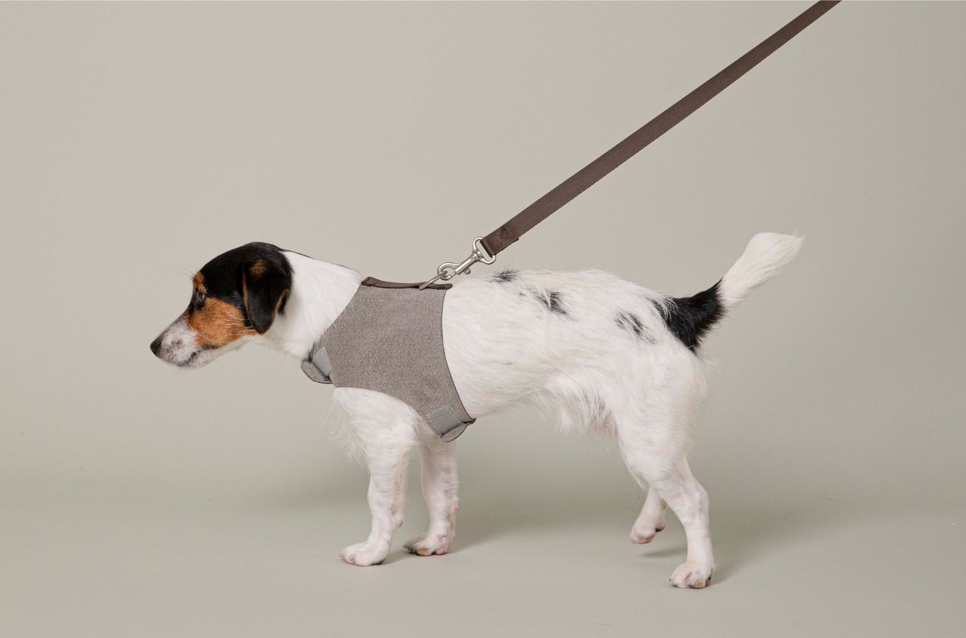 愛犬の皮膚に優しい植物由来のハーネスが新登場！天然皮革の上質感とソフトな手触りもそのままに「ウルトラスエードハーネス」「ウルトラスエードリード」のサブ画像1