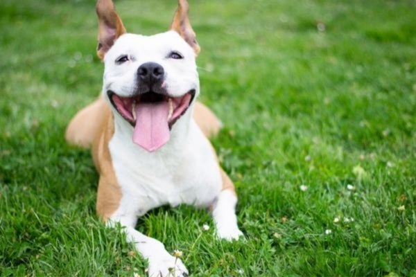 何気ない一言が傷つけてしまうかも！愛犬に対して心無い言葉をかけられた飼い主は31.3％【飼い主300人アンケート】のサブ画像3