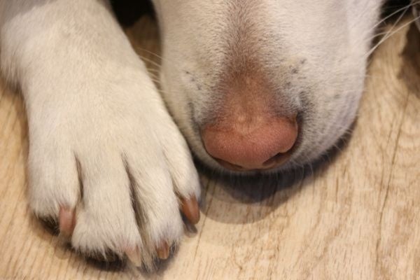 何気ない一言が傷つけてしまうかも！愛犬に対して心無い言葉をかけられた飼い主は31.3％【飼い主300人アンケート】のサブ画像5