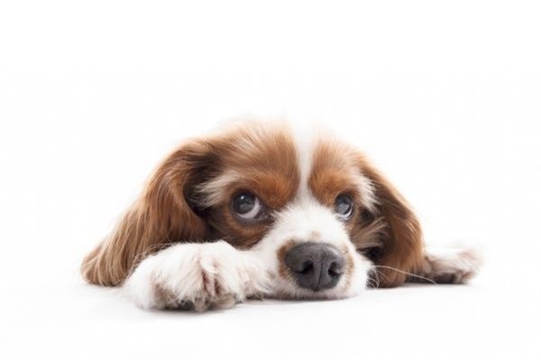 何気ない一言が傷つけてしまうかも！愛犬に対して心無い言葉をかけられた飼い主は31.3％【飼い主300人アンケート】のサブ画像7