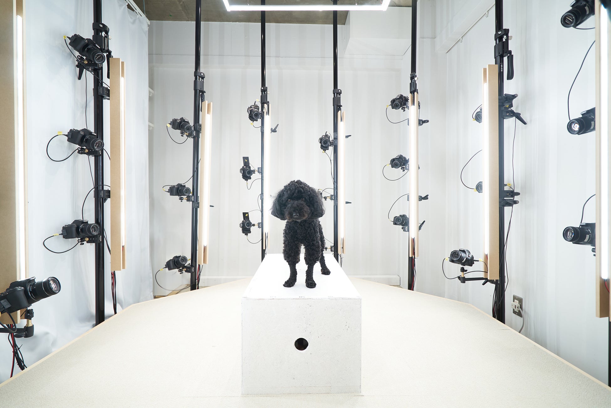 “世界で唯一、私だけのペットフィギュア” ３Ｄフォトスキャンを使用した造形サービス「Pet & 3D」の開始のサブ画像1