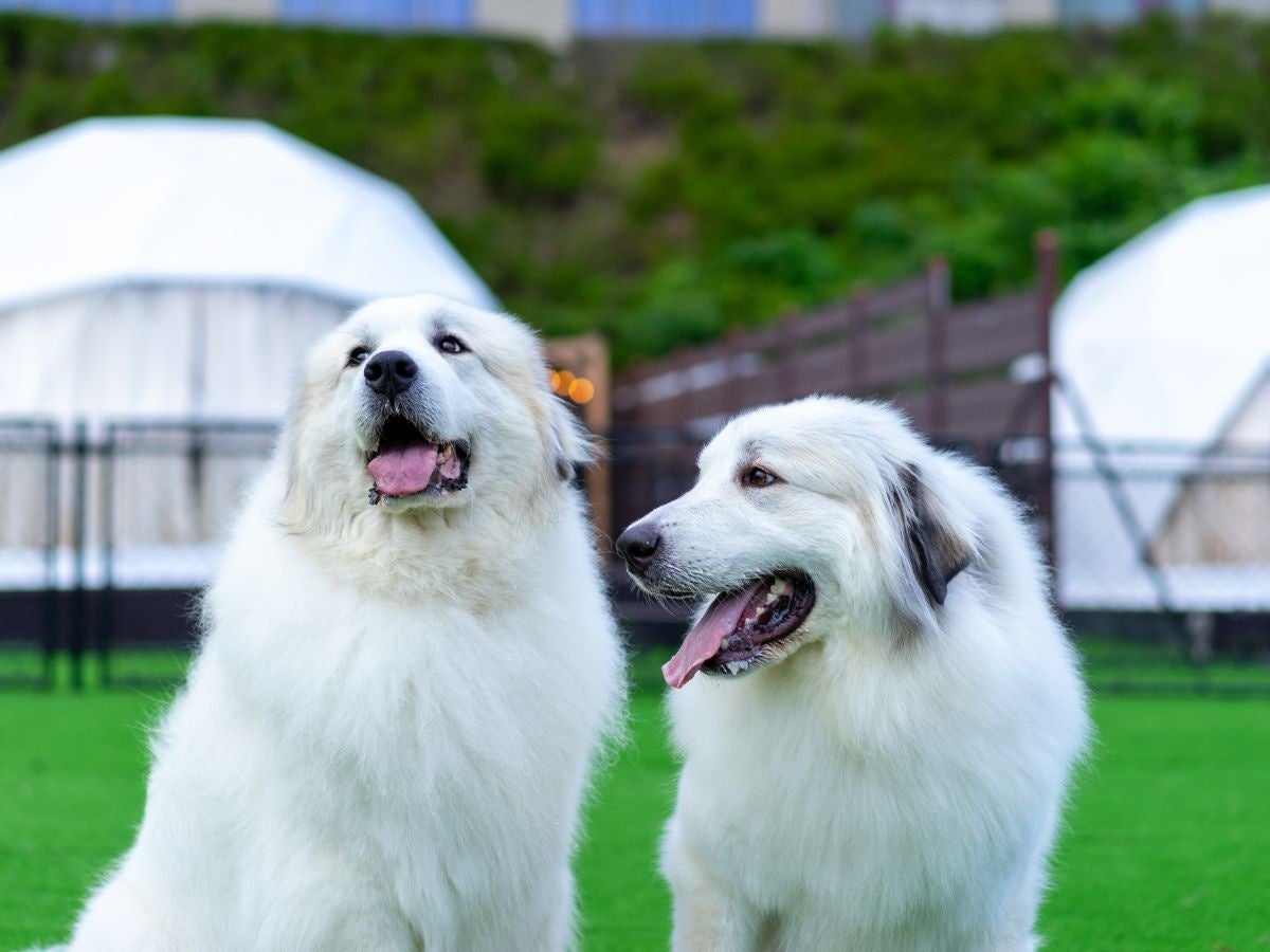 愛知県蒲郡市 愛犬と泊まれるグランピング【glampark 海陽閣】で巨大マシュマロ付「手ぶらで焚火グランピング」開始！のサブ画像2