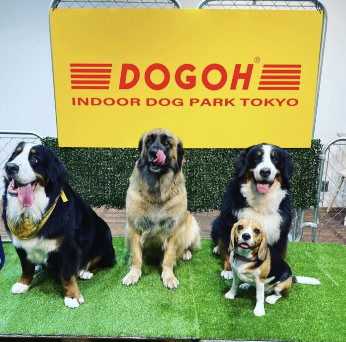 ビーチサイド全面天然芝アウトドアドッグランイベント「BEACH SIDE DOGPARK WATARI」2022年11月12日〜13日 宮城県亘理町鳥の海公園で開催のメイン画像