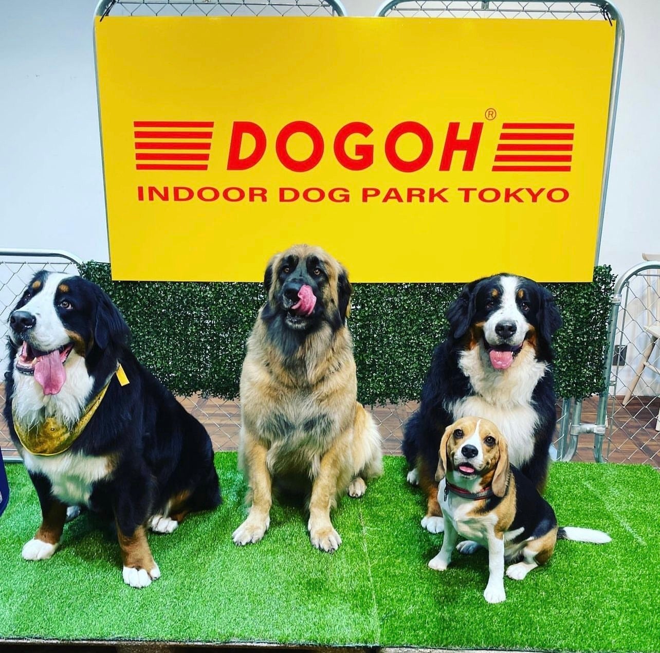 ビーチサイド全面天然芝アウトドアドッグランイベント「BEACH SIDE DOGPARK WATARI」2022年11月12日〜13日 宮城県亘理町鳥の海公園で開催のサブ画像2