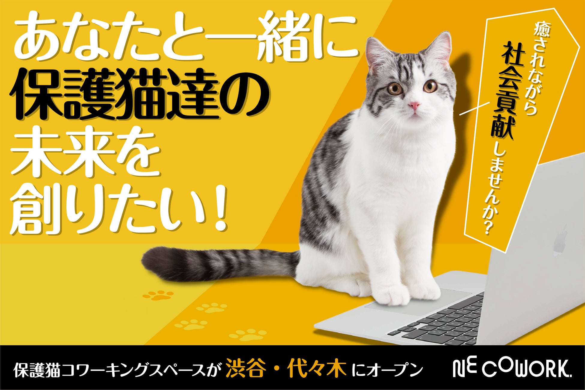 【渋谷区にオープン】保護猫活動をもっと身近に、持続可能にしていく為に。保護猫をみまもるコワーキングスペース「NE COWORK.」クラウドファンディングを開始。のサブ画像1