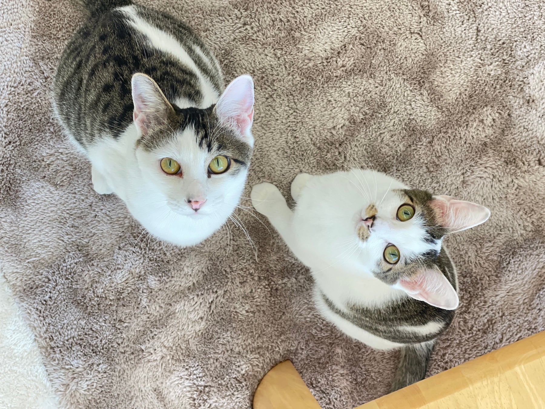 【渋谷区にオープン】保護猫活動をもっと身近に、持続可能にしていく為に。保護猫をみまもるコワーキングスペース「NE COWORK.」クラウドファンディングを開始。のサブ画像5