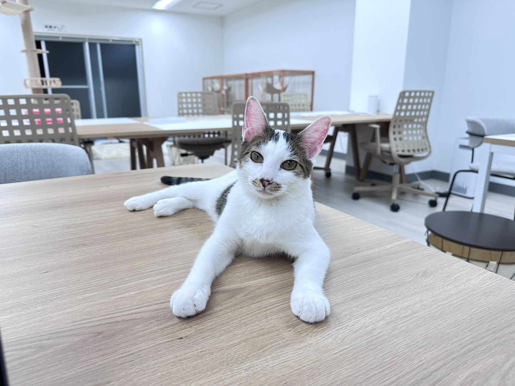【渋谷区にオープン】保護猫活動をもっと身近に、持続可能にしていく為に。保護猫をみまもるコワーキングスペース「NE COWORK.」クラウドファンディングを開始。のサブ画像6