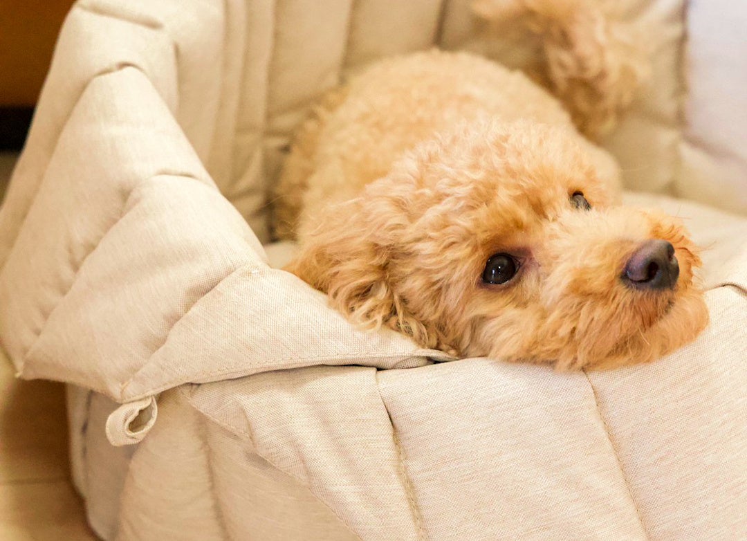 【先行販売初日で200万超え】犬用ベッドとバッグはこれ一つでOK！『3WAYペットキャリー』の先行予約販売を開のサブ画像4