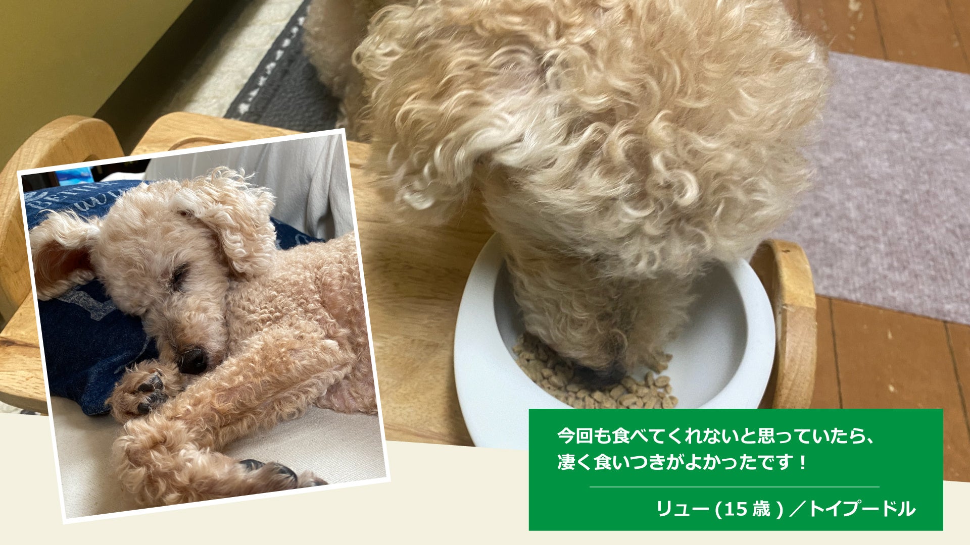 「品質への不安」「食べない」食事療法が必要な愛犬のお悩みに応える！ yum yum yum! 健康マネジメント腎臓　11月1日(火)より販売開始のサブ画像4