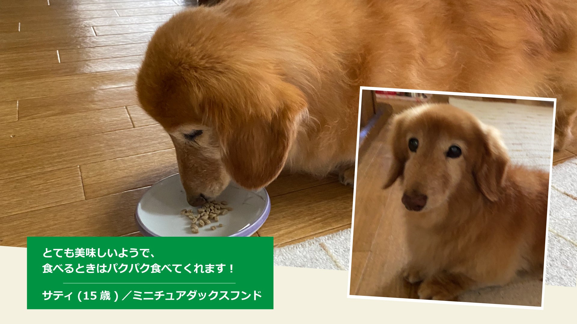 「品質への不安」「食べない」食事療法が必要な愛犬のお悩みに応える！ yum yum yum! 健康マネジメント腎臓　11月1日(火)より販売開始のサブ画像5