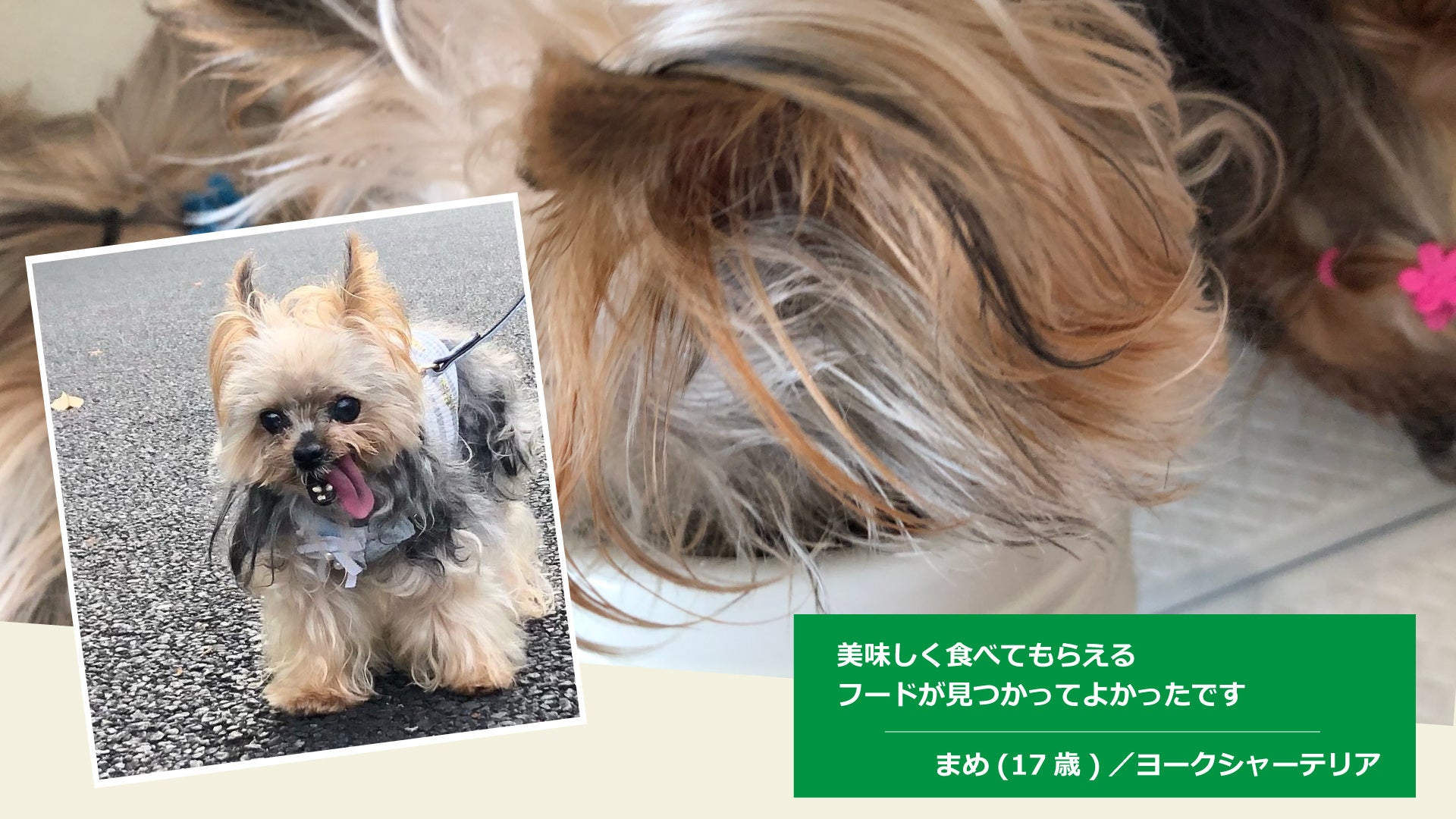 「品質への不安」「食べない」食事療法が必要な愛犬のお悩みに応える！ yum yum yum! 健康マネジメント腎臓　11月1日(火)より販売開始のサブ画像6