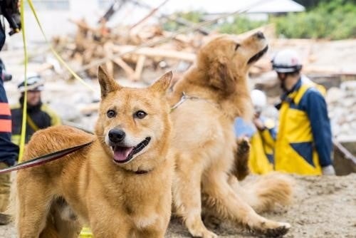 空飛ぶ捜索医療団、FIAT（フィアット）のサポートにより、国際水準の災害救助犬育成に向けたクラウドファンディングを開始！のサブ画像2