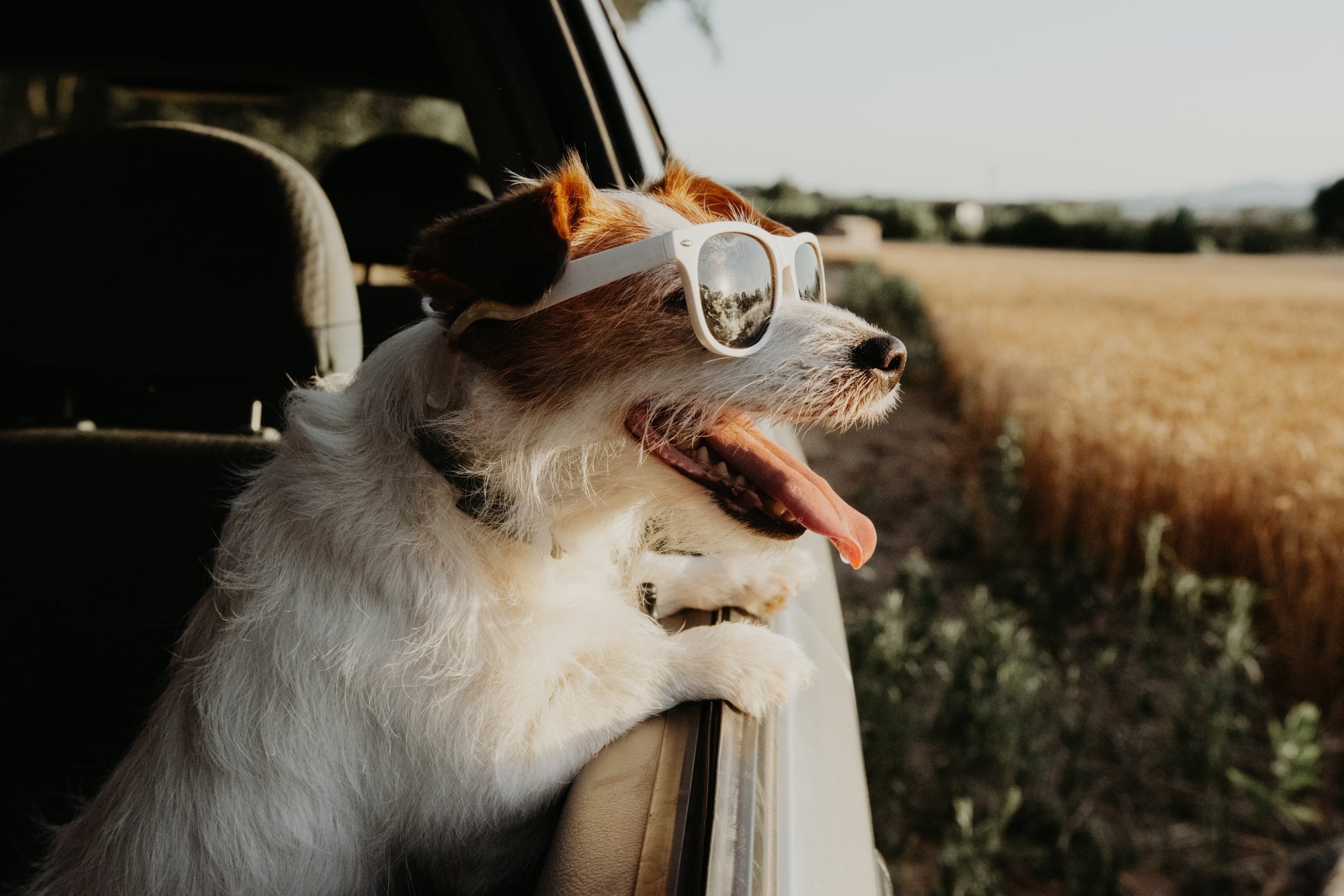 10年以上愛犬を飼っている方111人に聞いた！のサブ画像1