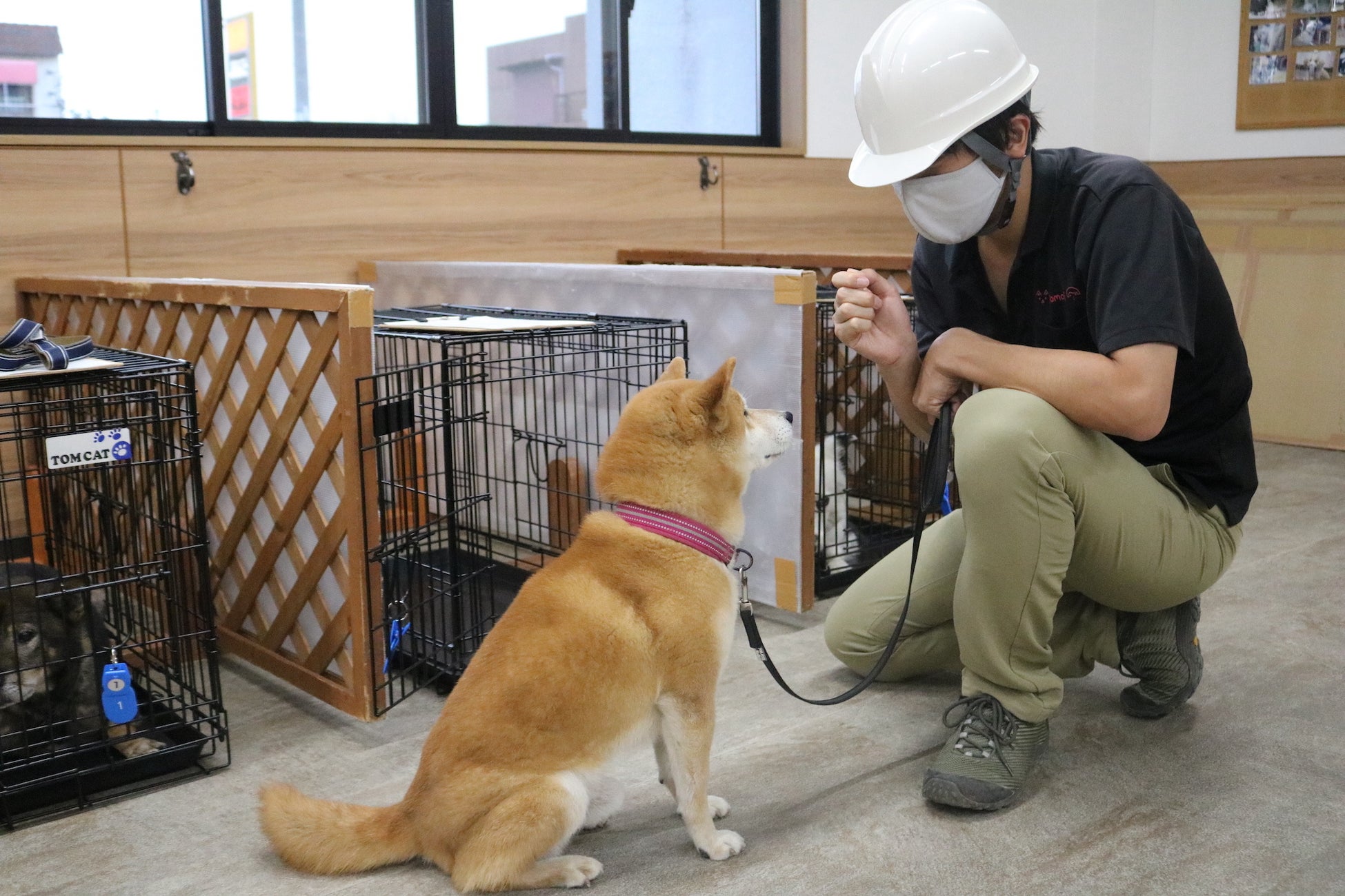 殺処分ゼロの一歩先へ。“次世代の担い手”を育てる「人と動物の共生プロジェクト」スタート（11月1日〜）のサブ画像3_動物避難所開設訓練の様子