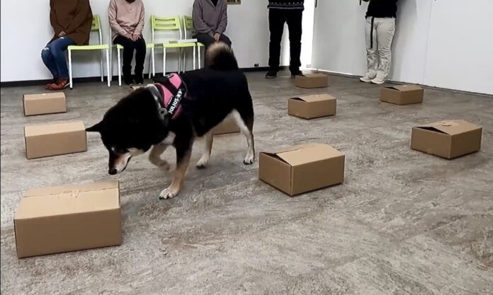 犬の精神と身体の健全性を高める「ノーズワーク」とは。『問題行動解決塾』12月1日（木）開催のメイン画像