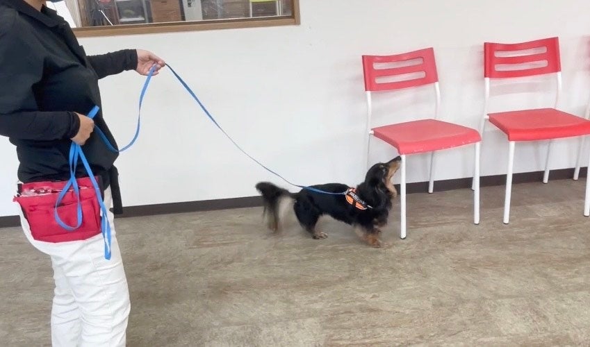 犬の精神と身体の健全性を高める「ノーズワーク」とは。『問題行動解決塾』12月1日（木）開催のサブ画像3