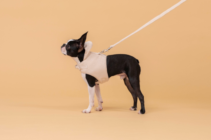 洋服一体型ハーネスが誕生！洋服が苦手な愛犬でもお洒落が楽しめる秋冬の新作「コーデュロイハーネス」のメイン画像