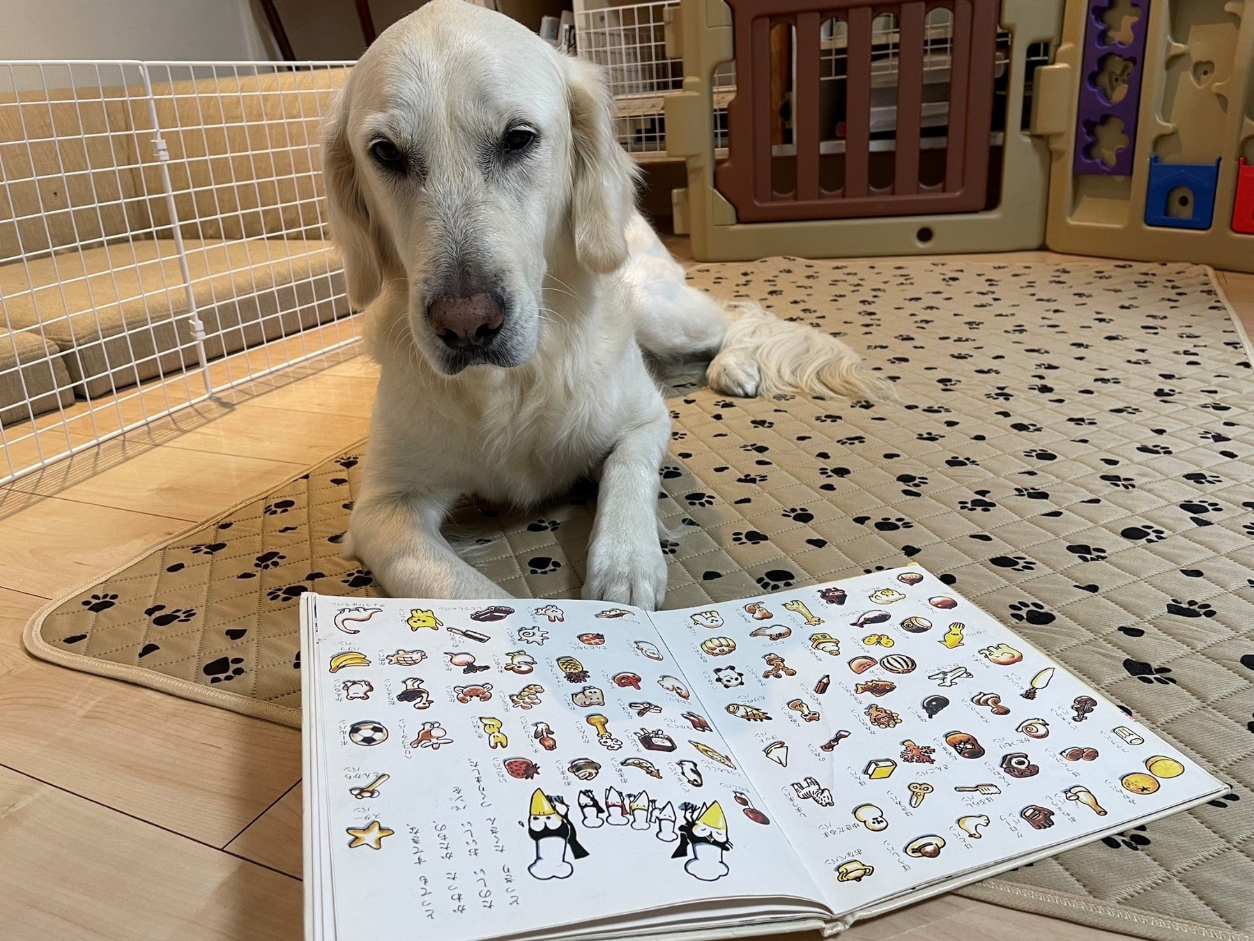 一般財団法人クリステル・ヴィ・アンサンブル新企画 “どくしょ犬って知ってる？”発表会&トークショーを開催のサブ画像6