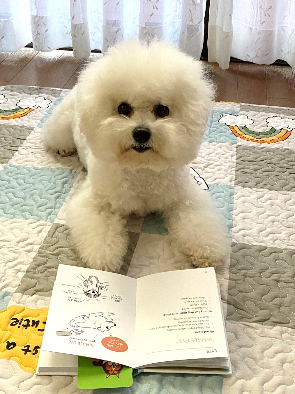 一般財団法人クリステル・ヴィ・アンサンブル新企画 “どくしょ犬って知ってる？”発表会&トークショーを開催のサブ画像7