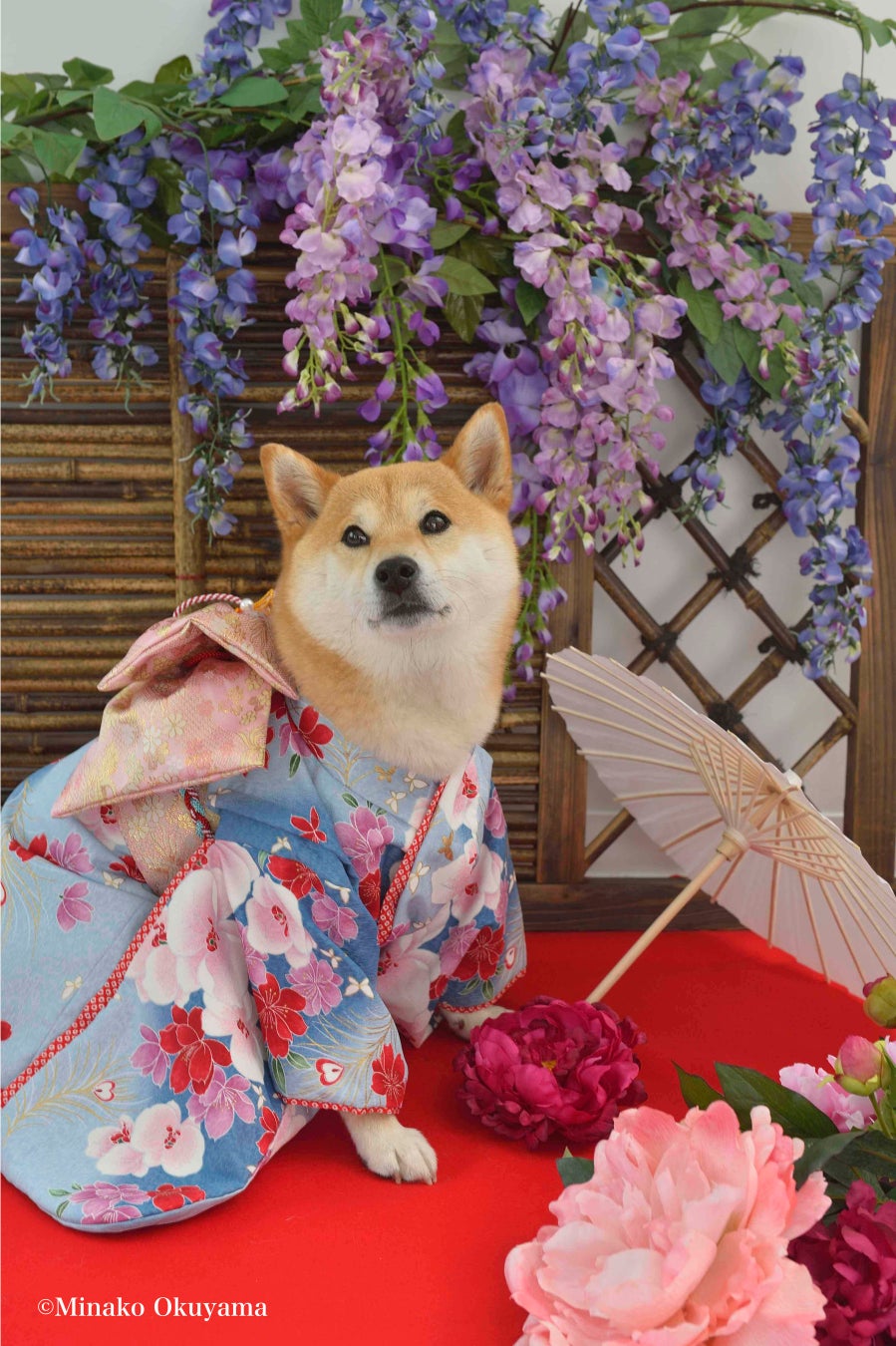 日本犬専門誌『Shi-Ba【シーバ】』でモデルデビュー！ 柴犬限定の撮影会でプロカメラマンが撮った写真データが必ずもらえる特典付きのサブ画像2_和風な背景が柴犬にぴったり♡