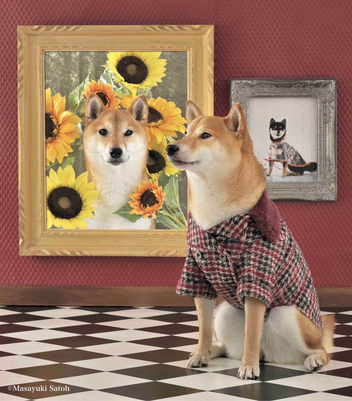 日本犬専門誌『Shi-Ba【シーバ】』でモデルデビュー！ 柴犬限定の撮影会でプロカメラマンが撮った写真データが必ずもらえる特典付きのサブ画像3_シックにカッコよく！