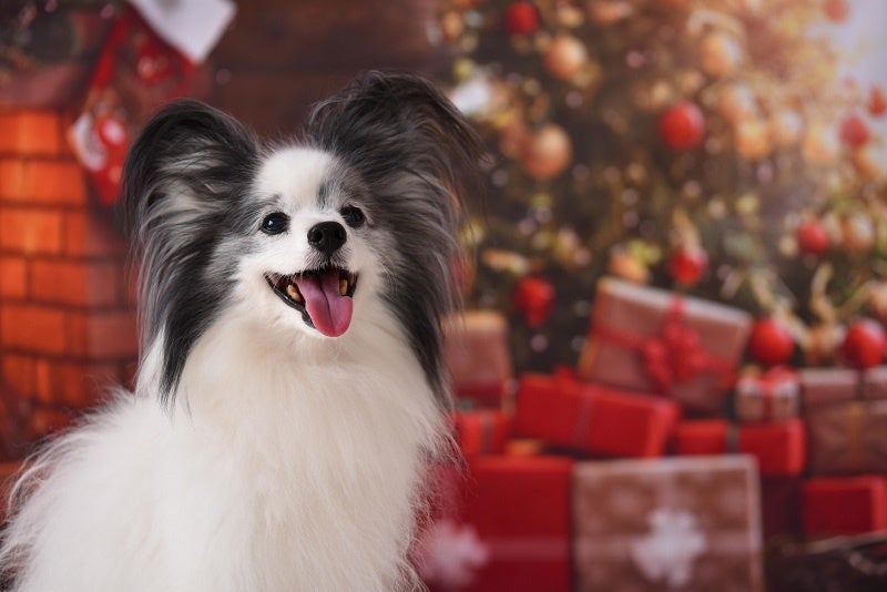【セラヴィリゾート泉郷】6年ぶりの休日クリスマスはリゾートで特別なひとときを。のサブ画像7_※画像はイメージです