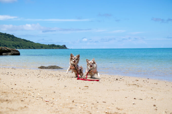 愛犬と一緒に飛行機に乗って沖縄へ！『ワンダホーフライト』ツアー来年3月に決定。のメイン画像